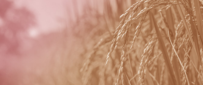Genomic Insights into Plant Growth-Promoting Traits of <em>Lysinibacillus fusiformis</em> and <em>Bacillus cereus</em> from Rice Fields in Panama