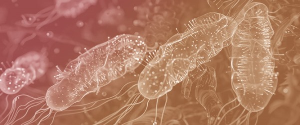 In Utero Exposure to 2,3,7,8-Tetrachlorodibenzo-p-dioxin Impairs the Ability of Mice to Clear a <em>Pseudomonas aeruginosa</em> Infection in Adulthood