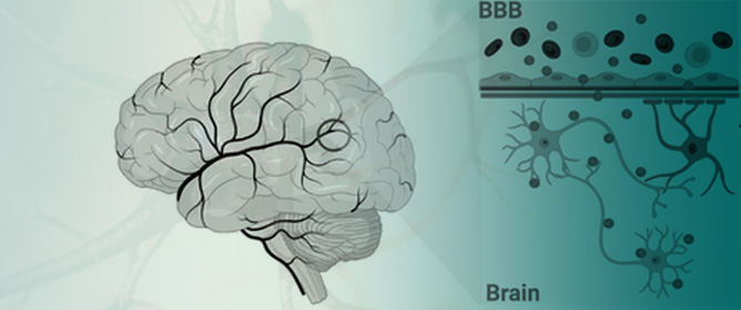 Carbon Dots as a Fluorescent Nanosystem for Crossing the Blood&ndash;Brain Barrier with Plausible Application in Neurological Diseases