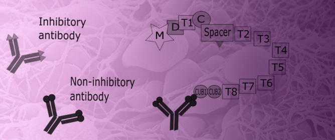 Anti-ADAMTS13 Autoantibodies in Immune-Mediated Thrombotic Thrombocytopenic Purpura
