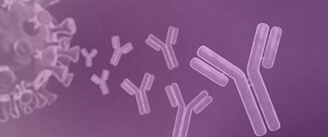 Development of Fully Human Antibodies Targeting SIRP&alpha; and PLA2G7 for Cancer Therapy