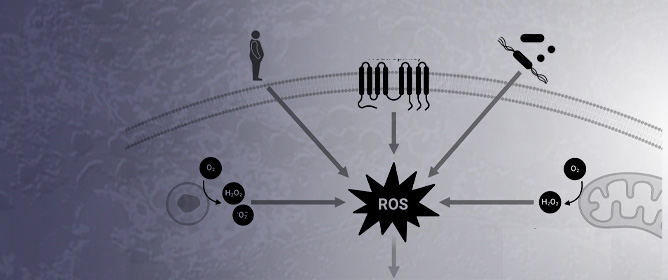 Oxidative Stress in Benign Prostatic Hyperplasia: Mechanisms, Clinical Relevance and Therapeutic Perspectives