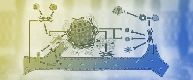 Softness or Stiffness What Contributes to Cancer and Cancer Metastasis?