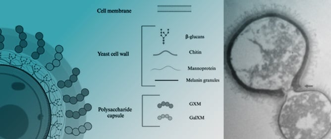 The Hidden Fortress: A Comprehensive Review of Fungal Biofilms with Emphasis on <em>Cryptococcus neoformans</em>