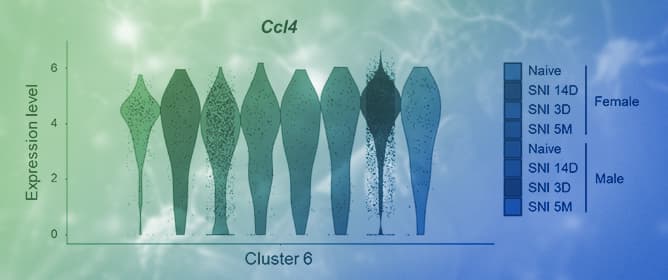 Male Microglia Contribute to Neuropathic Pain by Producing CCL4