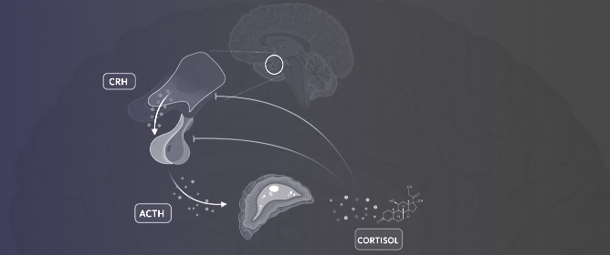 The Role of Cortisol and Dehydroepiandrosterone in Obesity, Pain, and Aging