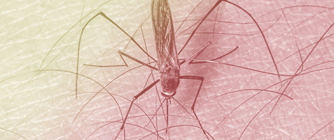 Combating Malaria: Targeting the Ubiquitin-Proteasome System to Conquer Drug Resistance