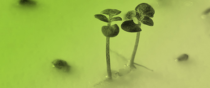 Spermidine Treatments Improve Germination of Long-Term Stored Seeds: A Case Study of <em>Populus alba</em> Clone &lsquo;Villafranca&rsquo;