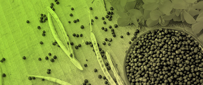 Temperature and Watering Regime Interactions in Shaping Canola Reproductive Yield and Seed Quality