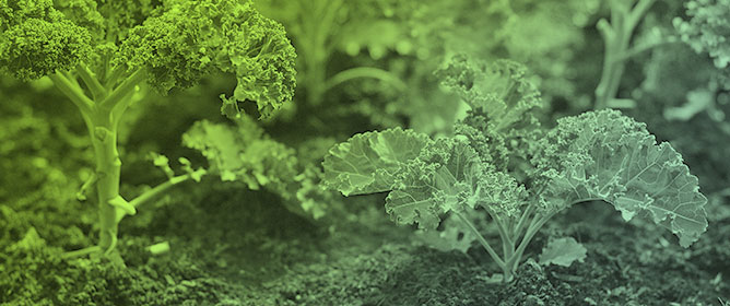 Kale Seed Germination and Plant Growth Responses to Two Different Processed Biostimulants from Pyrolysis and Hydrothermal Carbonization