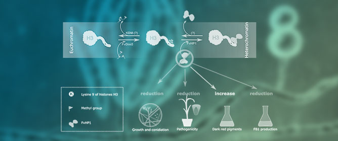 The Growth, Pathogenesis, and Secondary Metabolism of <em>Fusarium verticillioides</em> Are Epigenetically Modulated by Putative Heterochromatin Protein 1 (FvHP1)