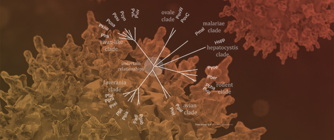Evolutionary Implications of Type-5P ATPases of Malaria Parasites