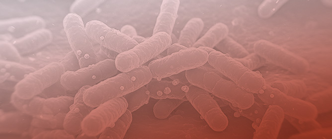 Induction of Shiga Toxins in STEC by Mitomycin C