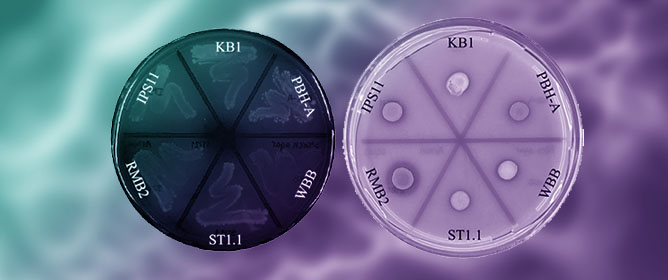 Comparative Analysis of Endophytic <em>Curtobacterium</em> Species Reveals Commonalities and Adaptations