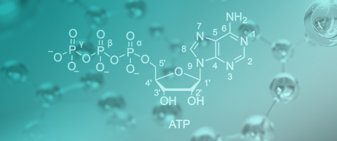 Choice of ATP Analogues for Biophysical Studies&mdash;A Systematic NMR-Based Investigation for the AAA Enzyme p97