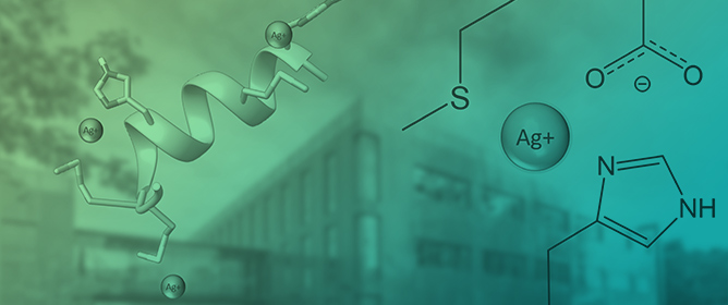 Modeling the Interaction Between the Silver(I) Ion and Proteins