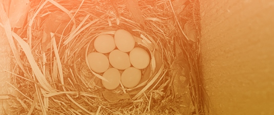 Ecological Trap Effects in Migratory European Pied Flycatchers (<em>Ficedula hypoleuca</em>) Nesting in Pest Outbreak-Affected Forests