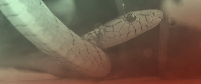 Dual Proteomics Strategies to Dissect and Quantify the Components of Nine Medically Important African Snake Venoms