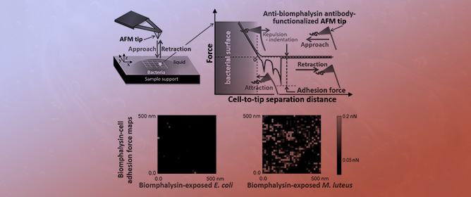 Probing Bacterial Interactions with the <em>Schistosoma mansoni</em>-Killing Toxin Biomphalysin via Atomic Force Microscopy and Single Molecule Force Spectroscopy