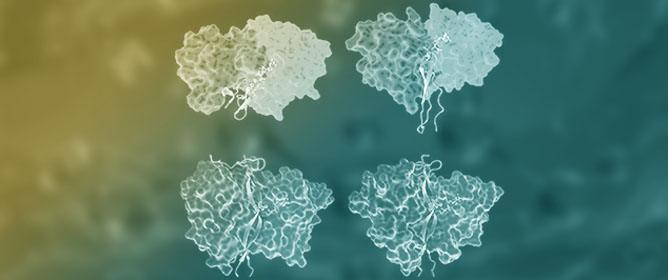 Protein <em>O</em>-Fucosyltransferases: Biological Functions and Molecular Mechanisms in Mammals