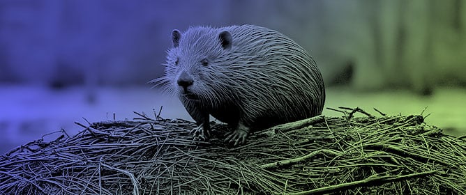 Observational Monitoring Records Downstream Impacts of Beaver Dams on Water Quality and Quantity in Temperate Mixed-Land-Use Watersheds