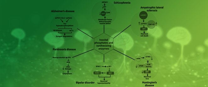 Inositol Phosphates and Synthesizing Enzymes: Implications in Neurodegenerative Disorders