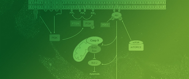 The Emerging Role and Clinical Significance of PI3K-Akt-mTOR in Rhabdomyosarcoma