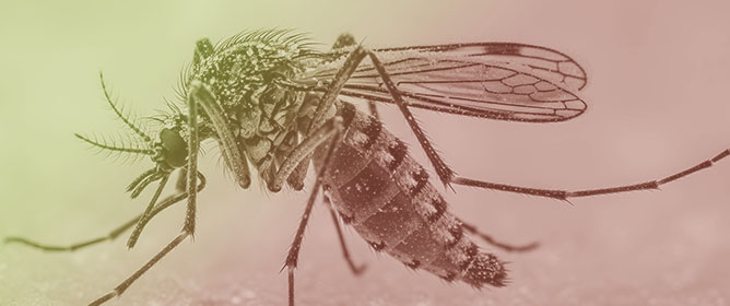 Avian Immune Responses Reveal Local West Nile Virus and Mosquito Exposure Dynamics