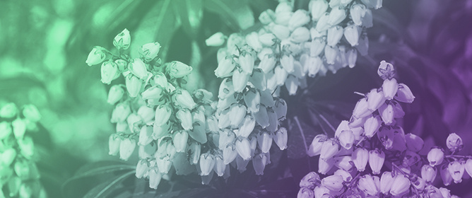 Natural Antidiabetic Agents: Insights into Ericaceae-Derived Phenolics and Their Role in Metabolic and Oxidative Modulation in Diabetes