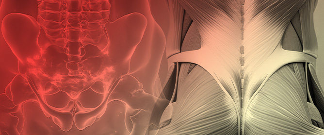 The Muscle Cells in Pelvic Floor Dysfunctions: Systematic Review