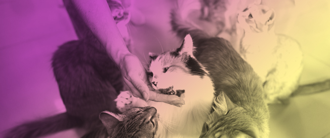 High SARS-CoV-2 Exposure in Feline Residents of a Cat Caf&eacute; in Texas, United States, 2021&ndash;2022