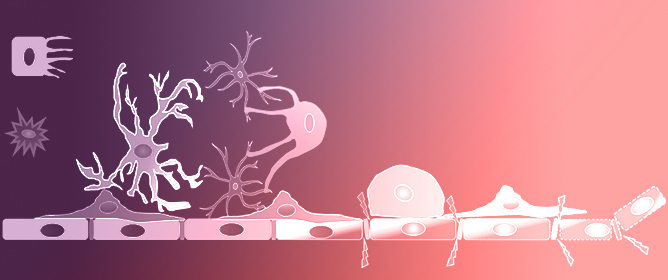 Breaking the Barrier: The Role of Proinflammatory Cytokines in BBB Dysfunction