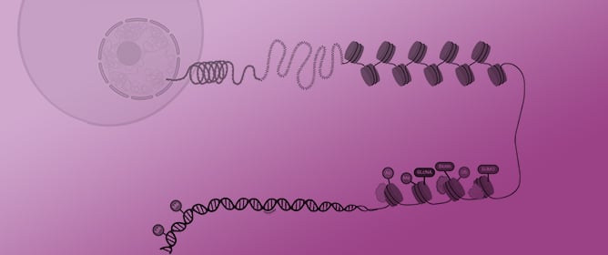 Epigenetic Echoes: Bridging Nature, Nurture, and Healing Across Generations