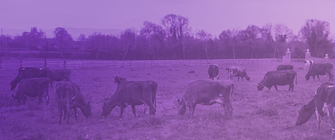 Methane Synthesis as a Source of Energy Loss Impacting Microbial Protein Synthesis in Beef Cattle&mdash;A Review