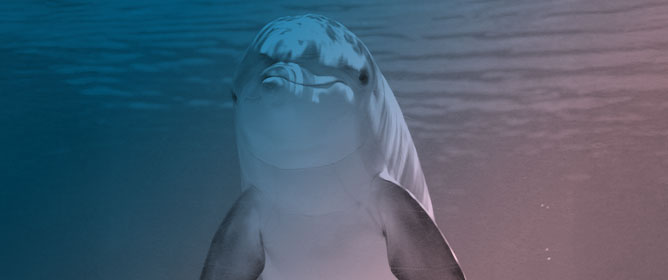 Oxidative Stress as a Health and Welfare Marker in Bottlenose Dolphins