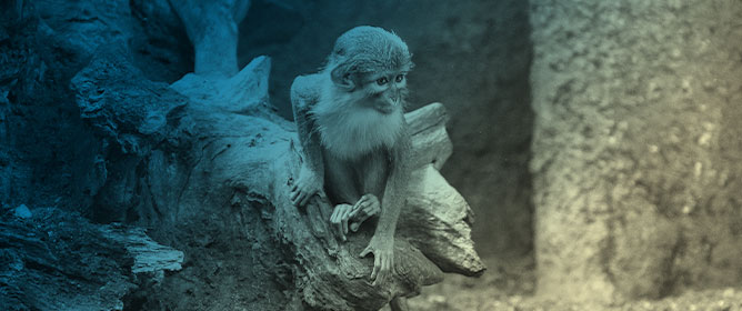 Home-Cage Training in Primate Neurophysiology: A Naturalistic and Low-Stress Approach