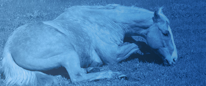 Alterations in the Peritoneal Fluid Proteome of Horses with Colic