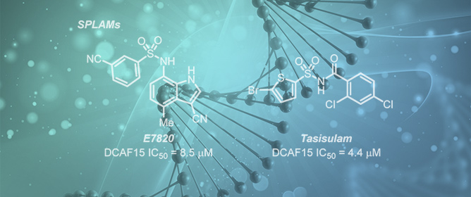 Design and Synthesis of E7820/Tasisulam Hybrids as Potential DCAF15 Binders