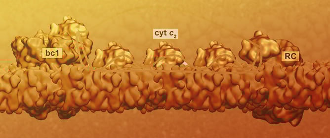 Restricted Surface Diffusion of Cytochromes on Bioenergetic Membranes with Anionic Lipids