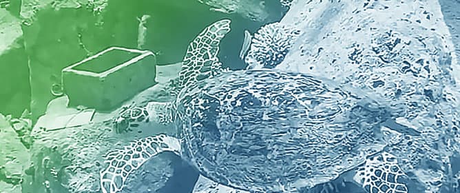 Augmenting Coral Growth on Breakwaters: A Shelter-Based Approach