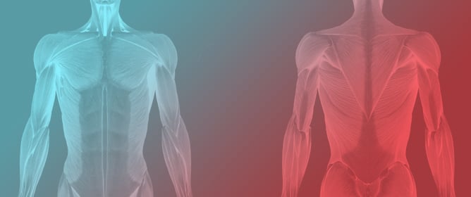 Anatomy Education Reimagined: Dissection and Digital Integration