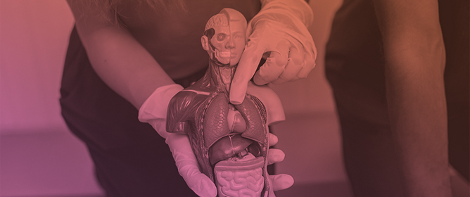 Subpectoral Biceps Tenodesis with a Bicortical Button and Proximity to the Axillary Nerve: An Anatomical Study
