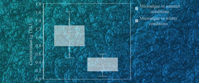 Comparative Analysis of Livestock Wastewater Reuse Under Summer and Winter Conditions at a Scale-Down Microalgae Culture