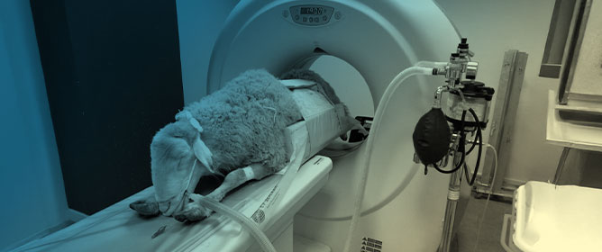 CT Imaging of Upper Respiratory Tract Disorders in Sheep
