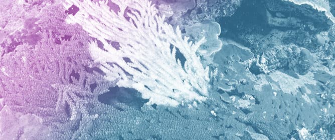 Irradiance Level Only Moderately Affects Thermal Bleaching in the Stony Coral <em>Stylophora pistillata</em>