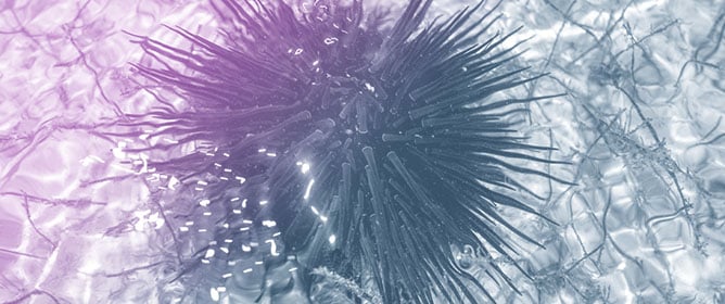 Preparation for Oxidative Stress During Air Exposure of the Sea Urchin <em>Echinometra lucunter</em> in the Natural Environment