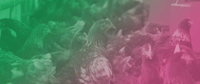 Does Poultry Consumption Increase the Risk of Mortality for Gastrointestinal Cancers? A Preliminary Competing Risk Analysis