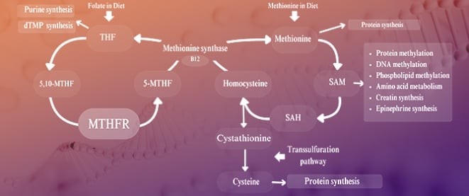 MTHFR Gene Polymorphisms: A Single Gene with Wide-Ranging Clinical Implications&mdash;A Review