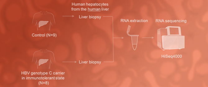 Comparison of Differentially Expressed Genes in Human Versus in Chimeric Mouse Livers Following HBV Infection