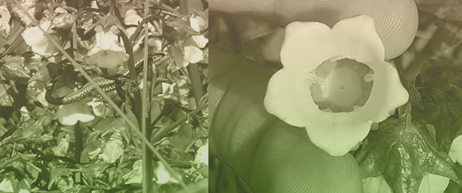 Floral Biology, Breeding System and Conservation Implications for the Azorean Endemic <em>Azorina vidalii</em> (Campanulaceae)
